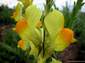fondos de foto de flor de planta silvestre scrophulariaceae Linaria latifolia Desfontaines , Gallos (E.), Toadflax (I.), Leinkraut (A.), Linaire (F.), Linaiola (It.), hasta 2560x1920